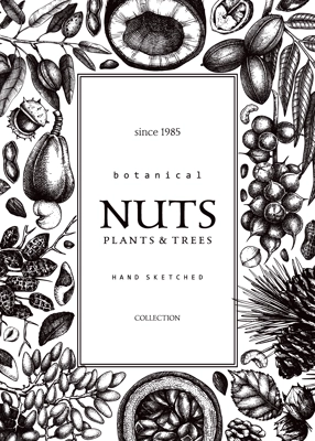 Vector nuts card in vintage style. Vintage nuts sketched frame. Healthy food background with branches, plants, fruit, nutshells hand-drawings. Realistic botanical illustrations for packaging design